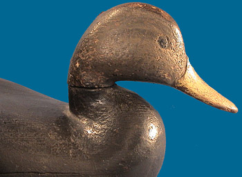 Circa 1860-80 Black Duck by John Henry Downes, Townsend, VA, very rare!