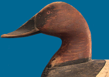 Rare James Baines Canvasback Drake