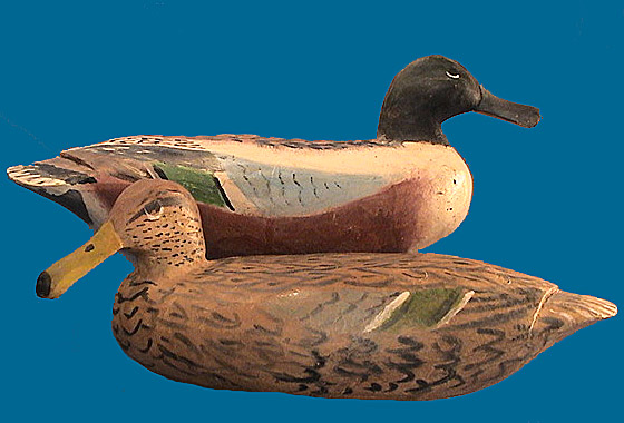 Juddy Budd Shoveler pair