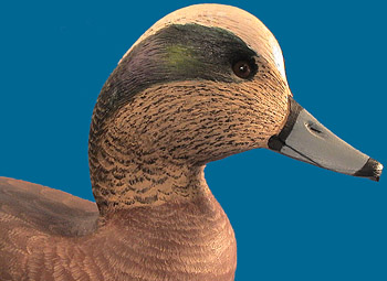 Corb Reed Widgeon, Chincoteague Island, VA