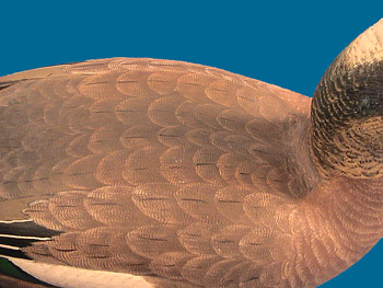 Corb Reed Widgeon