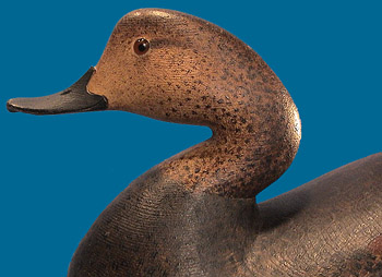 Cameron McIntyre Gadwall, superb!
