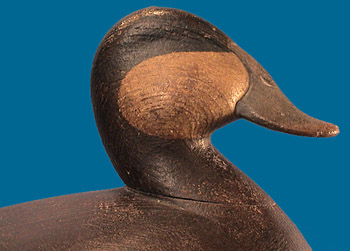Superb fat Ruddy Duck by Mark McNair 