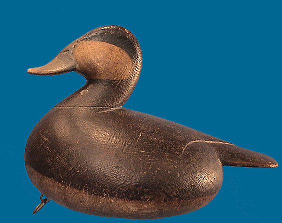 Superb fat Ruddy Duck by Mark McNair 