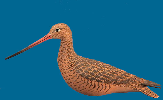 Mini Godwit by Wozny