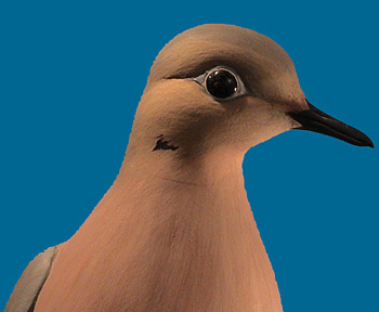 Awsome life size dove by Eddie Wozny, signed & dated 1995