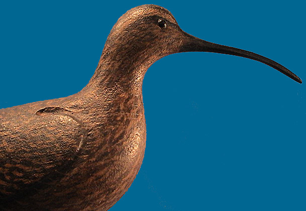 David Ward Curlew