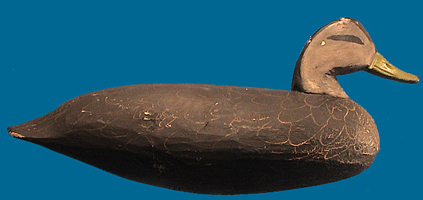 Doug Jester Black Duck