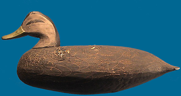 Doug Jester Black Duck