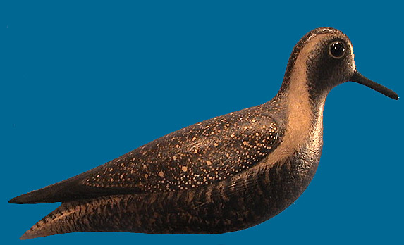Mark McNair Golden Plover