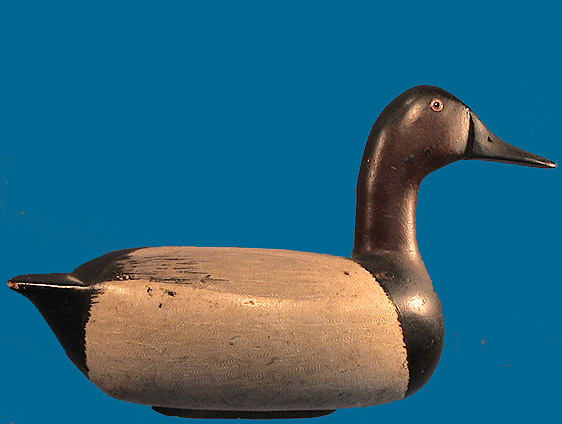 Jack Eppel drake Canvasback