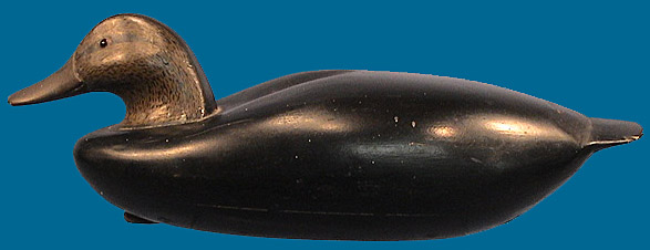 McNair Conn style Black Duck