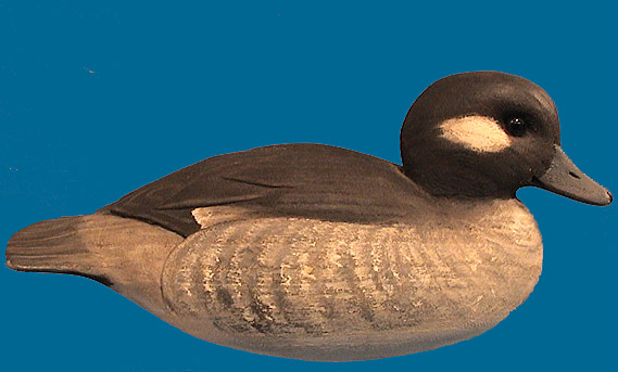 Cigar hen Bufflehead