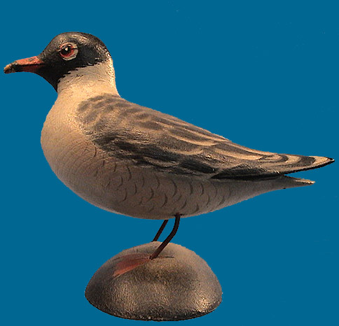 A. E. Crowell Laughing Gull