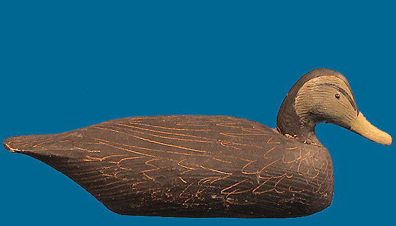 Miles Hancock Black Duck