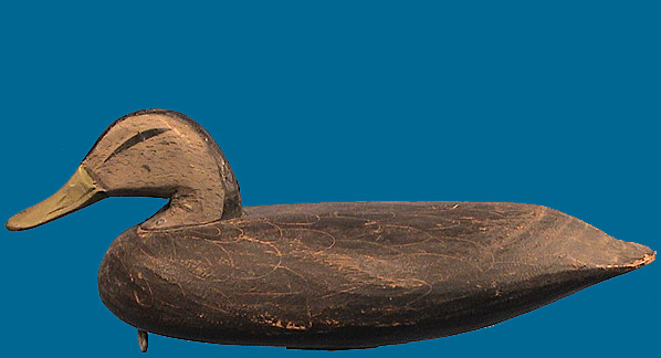 Doug Jester Black Duck