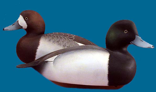 Danny Marshall Bluebill pair