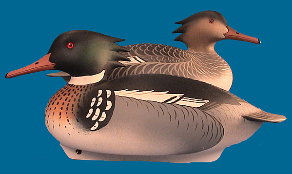 Lawson Merganser pair