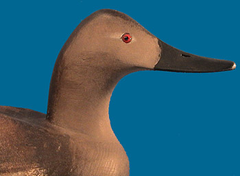 Cigar Daisey Hen Canvasback, very early & scarce