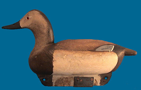 Cigar Daisey Hen Canvasback