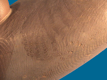 Extra nice shoulder feather detail on the Mitchell hen Canvasback!