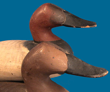 Madison Mitchell matched Canvasback pair head detail