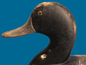 Early Currier left side head photo