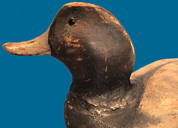 Ward Brothers Bluebill Decoy left side head