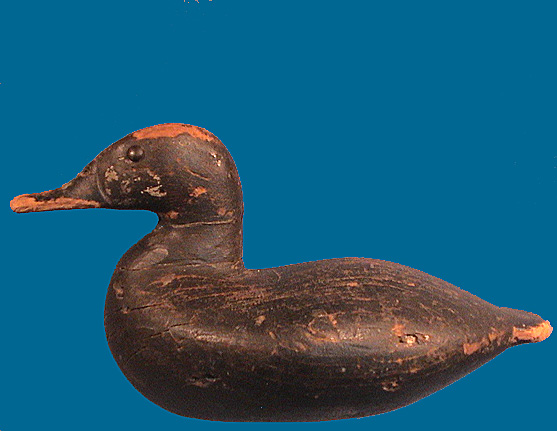 Ruddy Duck