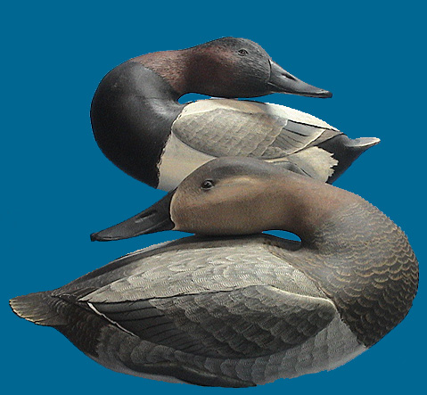 Corb Reed Canvasback pair