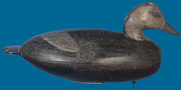 Hudson Black Duck