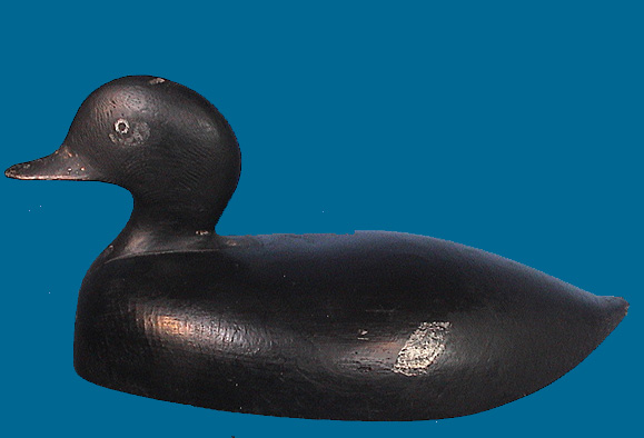 Scoter