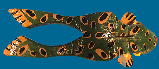 old-decoys.com fishing collectables for sale old fish 