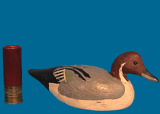 Hancock Pintail