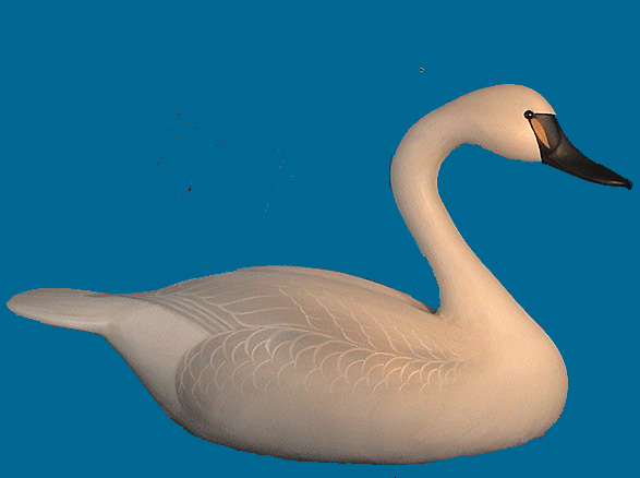 Rare Joiner Swan
