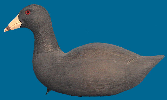 Cigar Coot