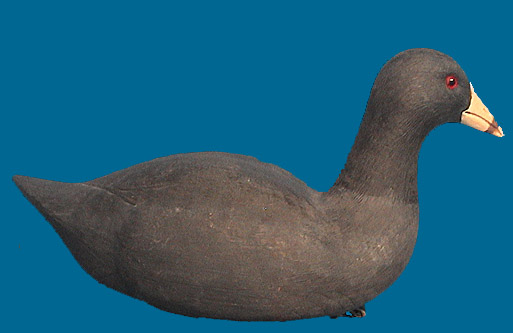 Cigar Coot