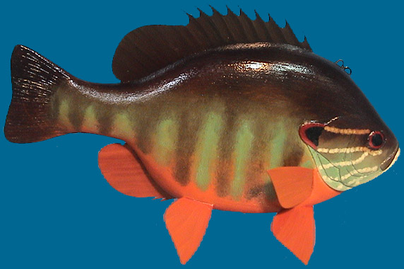 Eddy Bluegill