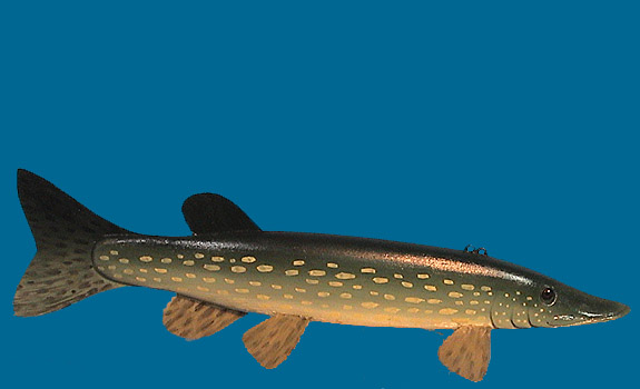 Pike 