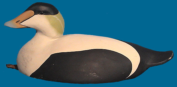 Eider drake