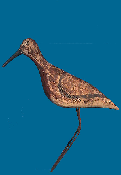 Red Knot Shorebird